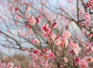 AGAの割合はどれくらい？