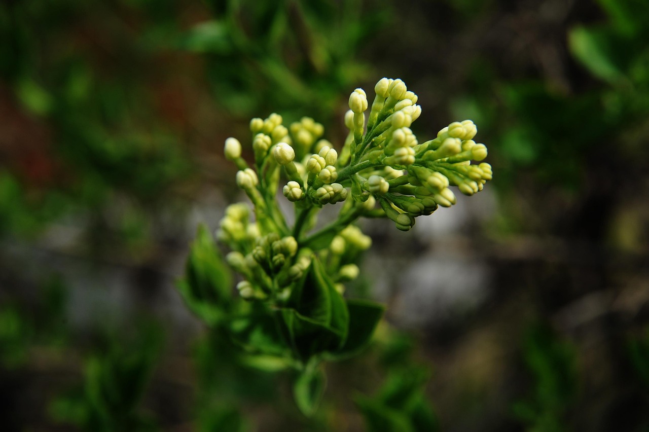 植毛の料金はどのくらいかかるの？