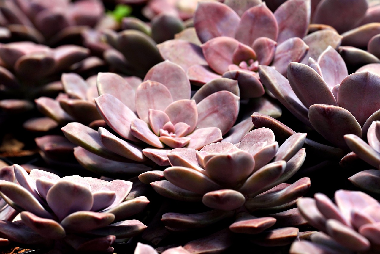 植毛の費用はどれくらいかかるの？