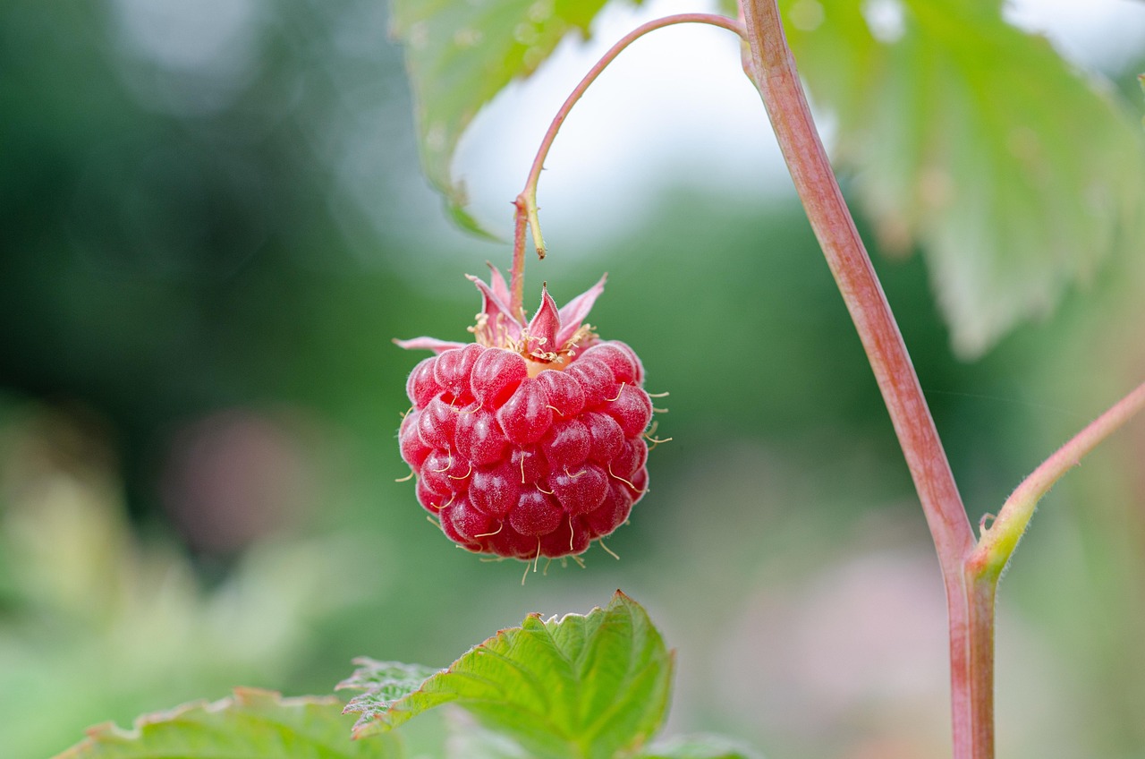 植毛クリニックでおすすめの施術方法は？