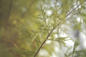 若はげの原因は何ですか？