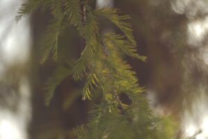 はげを改善するための辛い食べ物は？