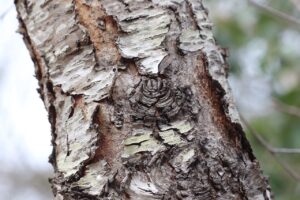 植毛で傷跡を消す方法はあるのか？