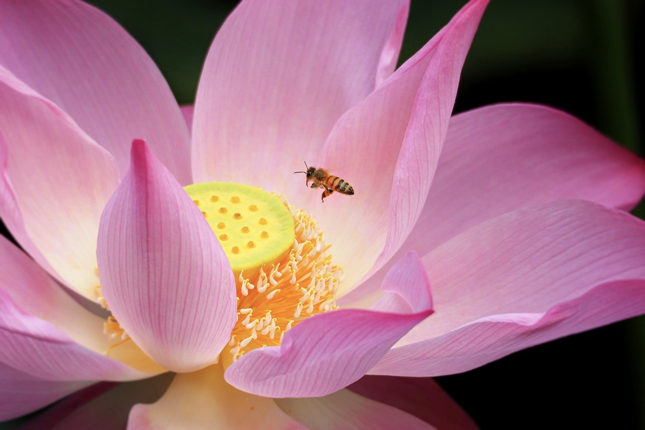 植毛におすすめのクリニックはどこですか？