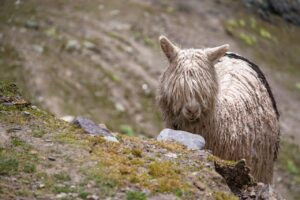 植毛による前髪の値段はどのくらいかかるの？