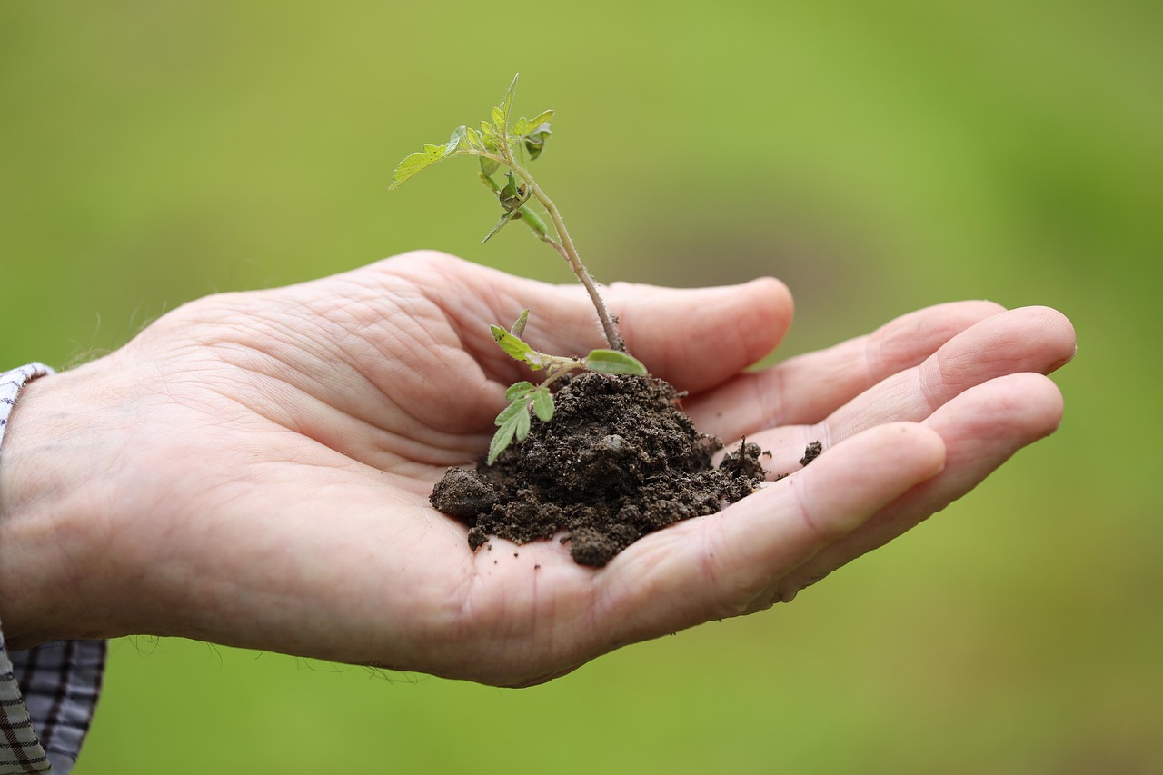 毛根移植の費用はどのくらいかかるの？