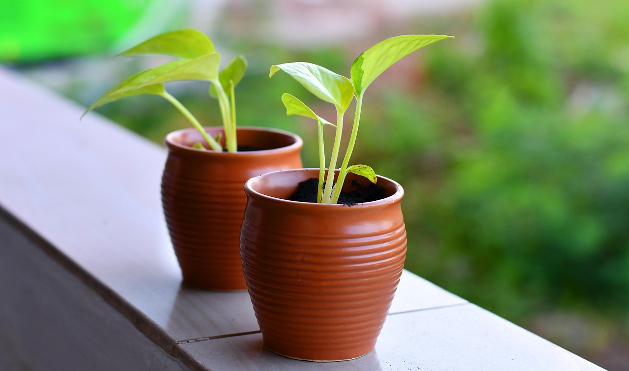 毛根移植の費用はどれくらいかかるの？