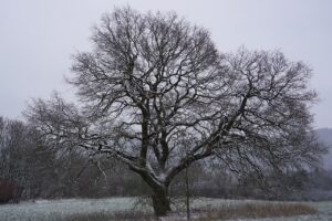 若ハゲ対策に効果的な方法とは？