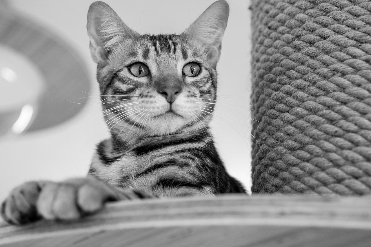 自毛植毛をトルコで行う際の費用はどれくらいかかる？