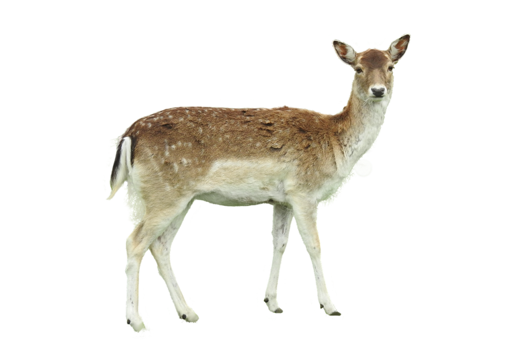 若ハゲや薄毛に悩むあなたにおすすめの育毛方法は？