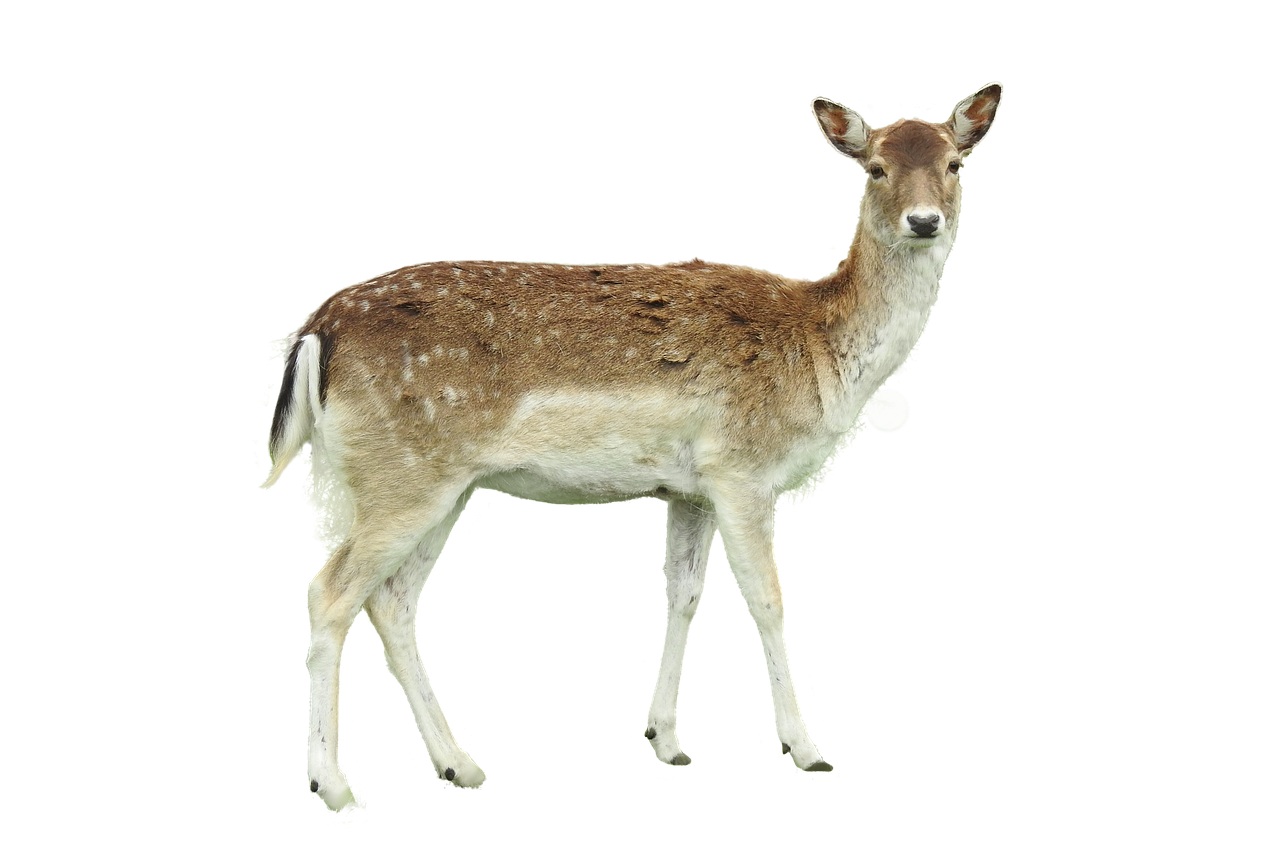 若ハゲや薄毛に悩むあなたにおすすめの育毛方法は？