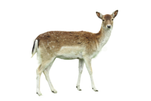 若ハゲを改善する薄毛の育毛方法は？