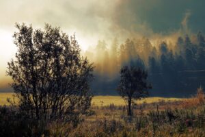 つむじハゲの初期に効果的な対策は？