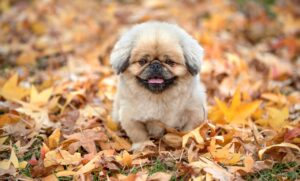 若ハゲに悩むあなたにおすすめのサプリは？