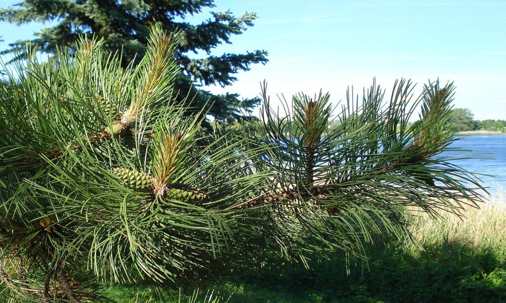 自毛植毛でAGAを止まらない悩みを解消する方法は？