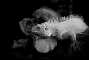 自毛植毛とはどのような方法で行われるのか？