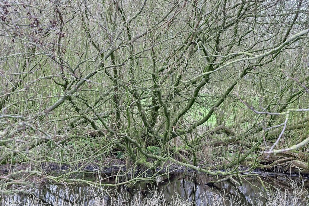 若ハゲの原因と食事の関係は何ですか？