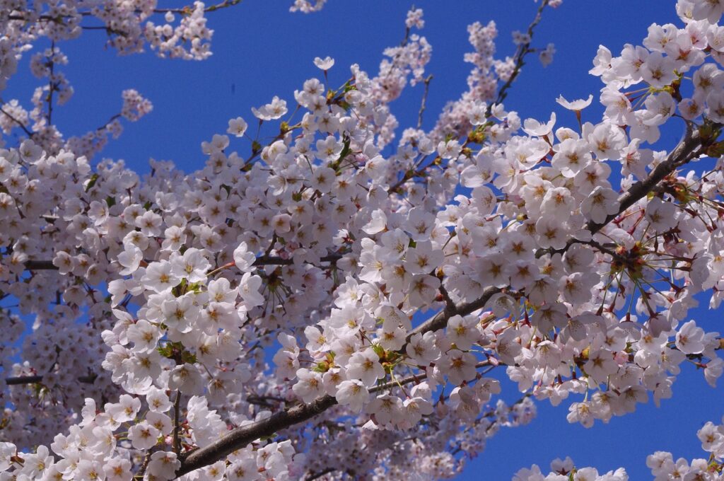 札幌で自毛植毛をするならおすすめのクリニックはどこ？